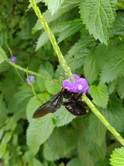 Xylocopa nasalis