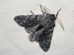 Brachionycha borealis