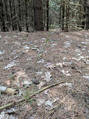 Poa saltuensis