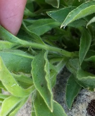 Silene parishii