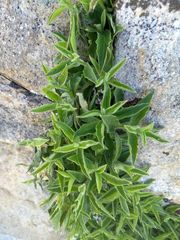 Silene parishii