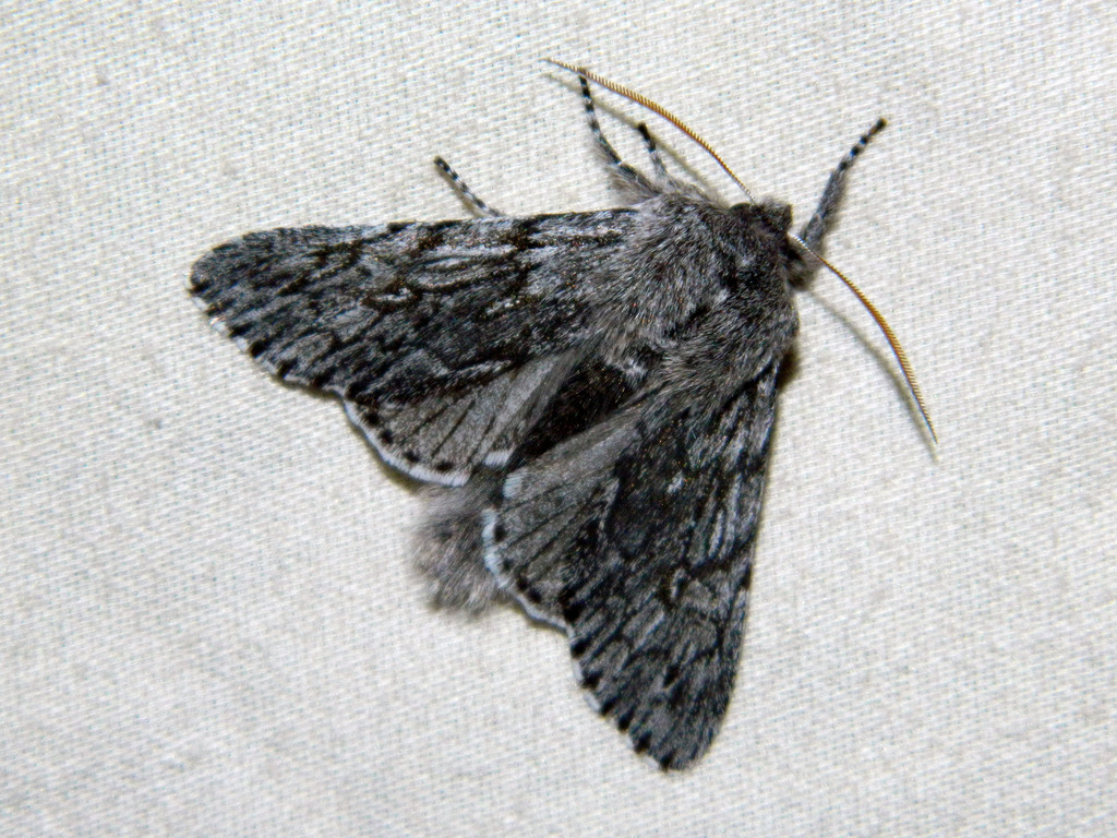 Boreal Fan Moth