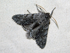 Brachionycha borealis