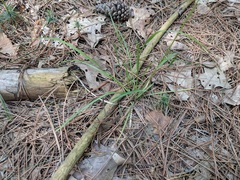 Poa saltuensis