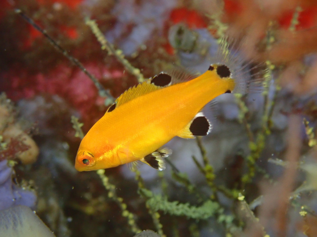 Galápagos sheephead wrasse (Semicossyphus darwini) — Labridae