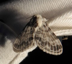 Tolype notialis image