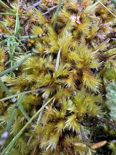 Image of Tomentypnum nitens by (c) Celina Waldron, some rights reserved (CC BY)