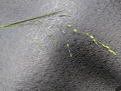 Poa saltuensis