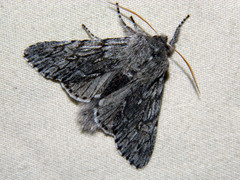 Brachionycha borealis