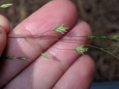 Poa saltuensis