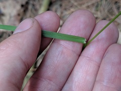 Poa saltuensis