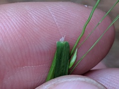 Poa saltuensis
