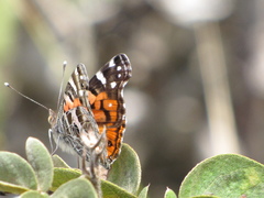Vanessa altissima