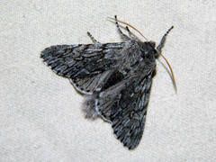 Brachionycha borealis