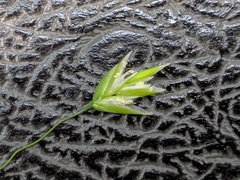 Poa saltuensis