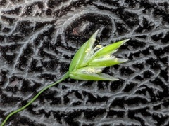Poa saltuensis