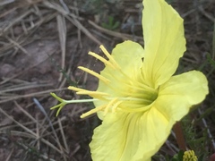 Oenothera flava