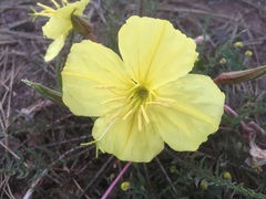 Oenothera flava