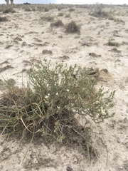 Frankenia jamesii