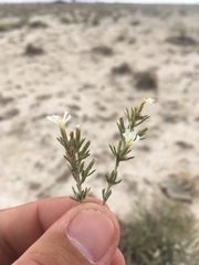 Frankenia jamesii