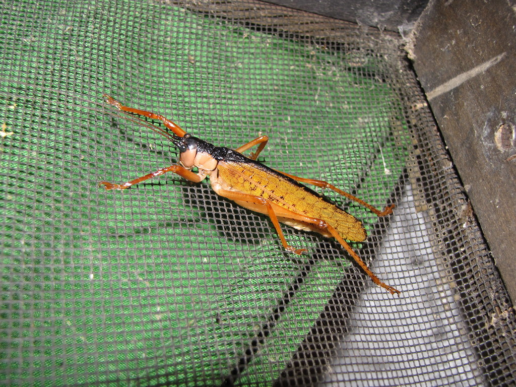 Eubliastes adustus