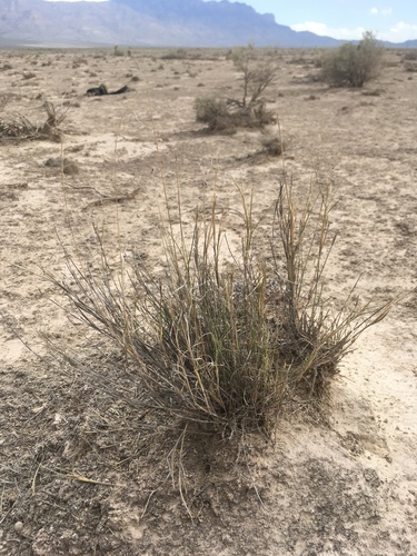 gypsum grama (Bouteloua breviseta)