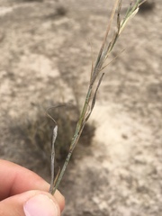 Bouteloua breviseta