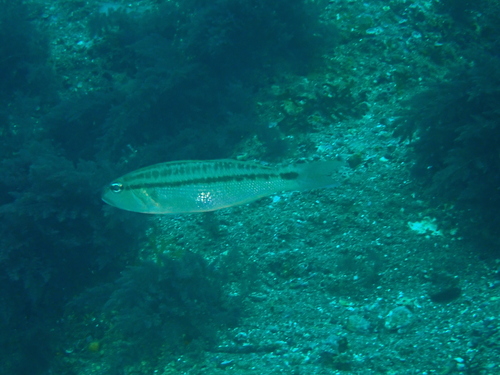 Bridled sand perch (Diplectrum rostrum) — Serranidae — 3