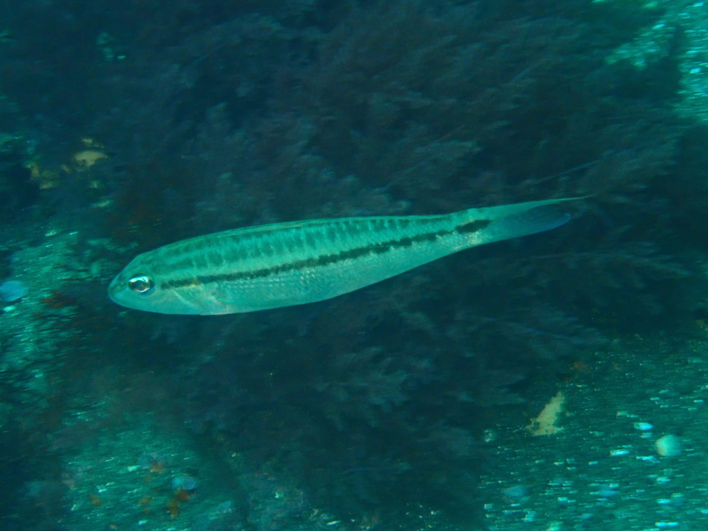 Bridled Sand Perch
