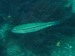 Bridled Sand Perch photo 1