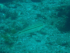 Bridled Sand Perch photo 4