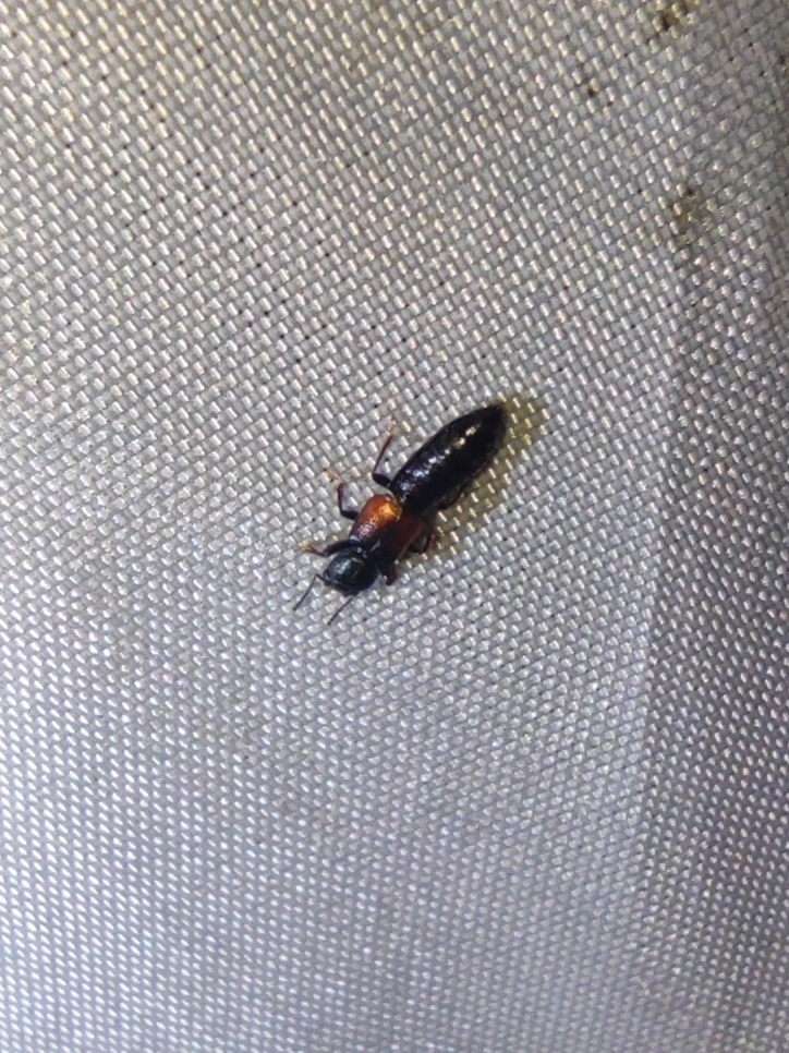 Bledius chinensis