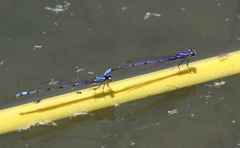 Enallagma semicirculare