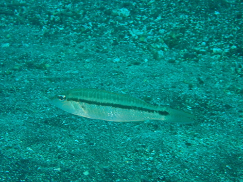 Bridled sand perch (Diplectrum rostrum) — Serranidae — 2