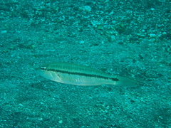 Bridled Sand Perch photo 2