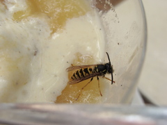 Vespula vulgaris