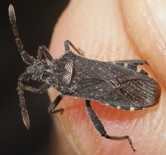 Loxocnemis dentator