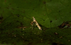 Cyphosticha panconita
