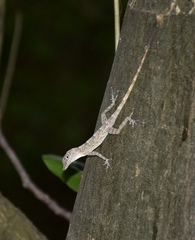 Anolis argenteolus