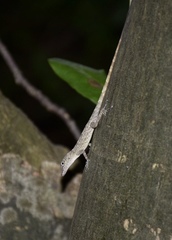 Anolis argenteolus