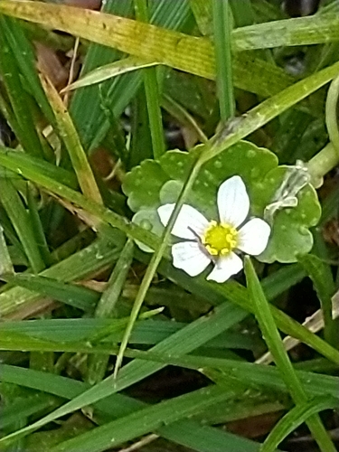 Image of Ranunculus omiophyllus by no rights reserved
