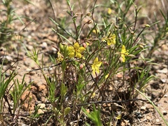 Hesperolinon sharsmithiae