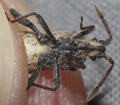 Loxocnemis dentator