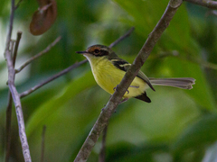 Rufous-Lored Tyrannulet photo 3