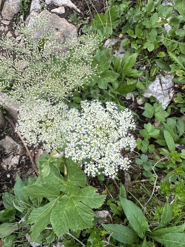 Image of Peucedanum ostruthium by (c) Katrin Simon, some rights reserved (CC BY)