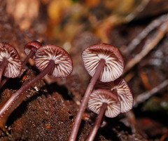 Mycena kurramulla