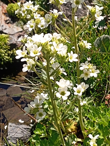 Image of Saxifraga aquatica by (c) jordi espar, some rights reserved (CC BY)