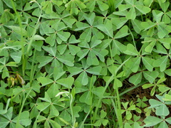 Oxalis tetraphylla