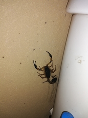 Centruroides bicolor