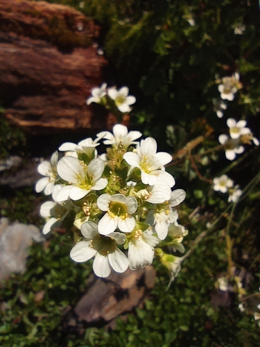 Image of Saxifraga aquatica by (c) jordi espar, some rights reserved (CC BY)